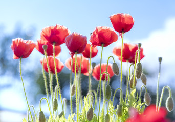 Wild Coquelicot flowers bloom in the sunny sky shimmering as the glorious beauty of the fleeting wings