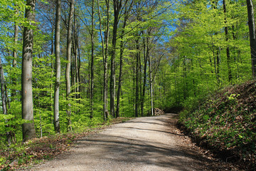 Forest landscape in spring, Germany