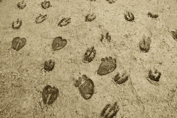 Print on a cement floor