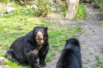 Obraz na płótnie Canvas Black bear cubs playing and fighting