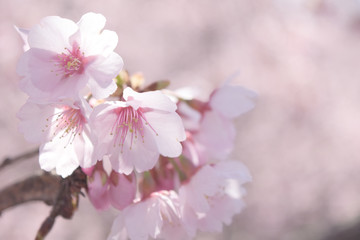 安行桜