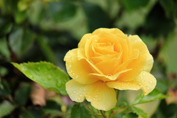Colorful blossom as first sign of spring, Germany