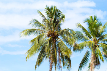 Fototapeta na wymiar Coco palm tree on blue sky background. Sunny day on tropical island.
