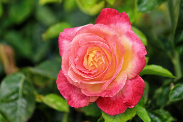 Colorful blossom as first sign of spring, Germany