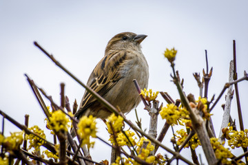 Little finch perched on top of yellow budding branches in early spring