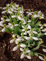 Snowdrops are an early sign of Spring