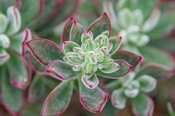 Closeup of green and red succulent plant from above