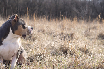 American pit bull looks out across dried grass field.