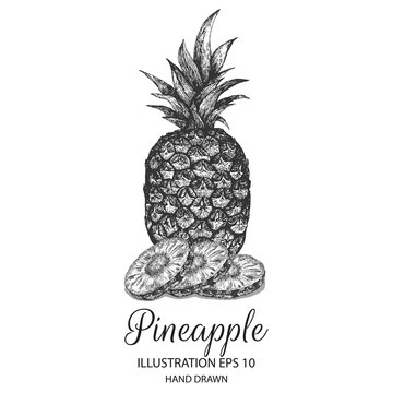 Pineapple hand drawn illustration by ink and pen sketch. Can be adapted for natural or organic fruit product and health care goods.  