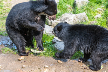 Black bear cubs playing and fighting