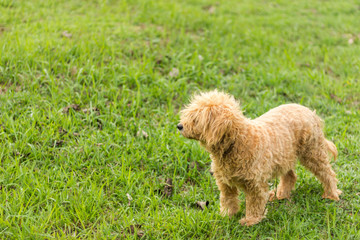 homeless stray dog in the green grass