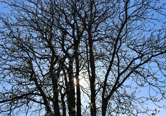 Afternoon sunlight through tree branches in early spring