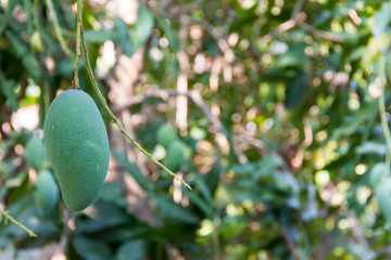 green mango on the mango tree