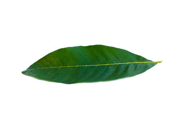 Fototapeta na wymiar Green leafs isolated.
