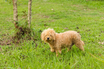 homeless stray dog in the green grass
