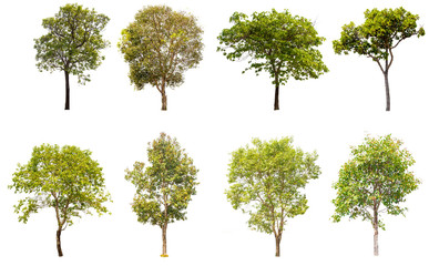 collections green tree isolated on white background.