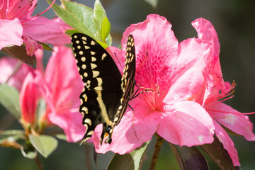 Azalea Butterfly I