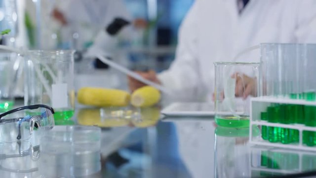  Food science researchers working in laboratory, 1 man measuring length of a corn cob. 