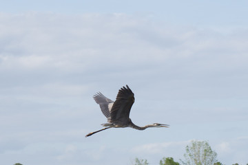 Great Blue Heron Flying I