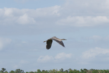 Great Blue Heron Flying II