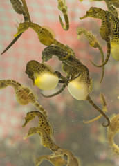 Tasmania marine seahorses