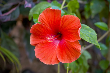 Tropical flower of Asia hibiscus is red
