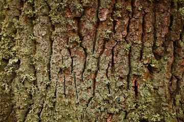 wooden texture background