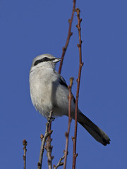 Northern grey shrike (Lanius excubitor)
