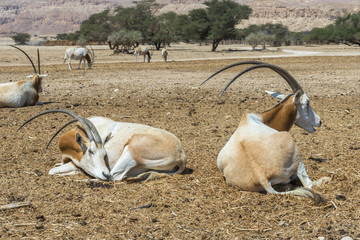 Herd of Sahara scimitar Oryx (Oryx leucoryx).  Due to danger of extinction, it was introduced and...