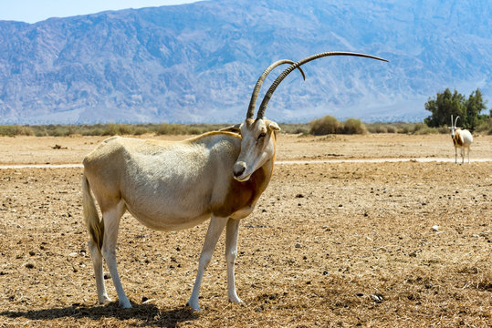 Sahara scimitar Oryx (Oryx leucoryx) in nature reserve near Eilat, Israel. 