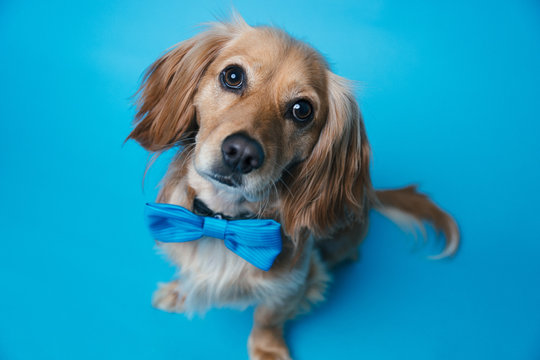 Puppy with bow tie on a blue backdrop