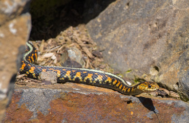 Brightly colored Garter Snake slithering out of the rocks