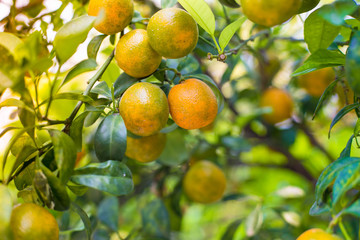Kumquats, Cumquats, Small oranges.