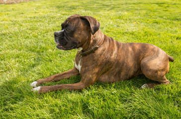 Obedient Boxer dog in a down stay, lying on green grass