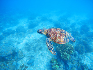 Sea turtle in shallow water. Sea bottom with sand and plants.