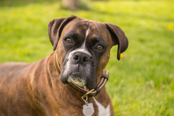Curious Boxer dog cocking her head 