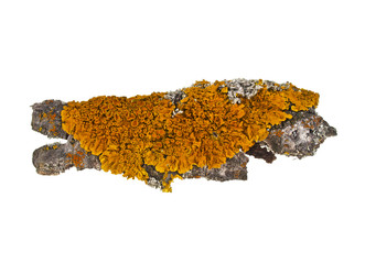 Moss on the bark of a tree, image on a white background