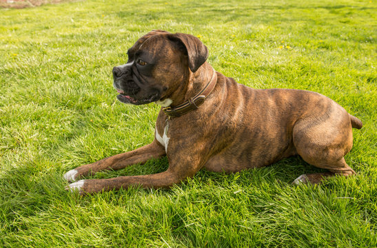 Brindle Boxer Images – Browse 2,188 Stock Photos, Vectors, and Video |  Adobe Stock