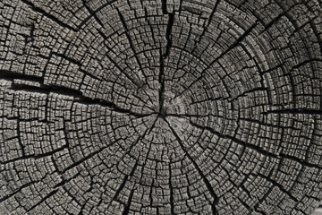 Old cracked wood rings background texture. Siberian pine slice in macro.