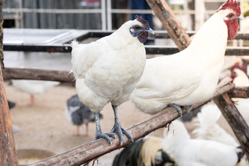 white chicken in the farm