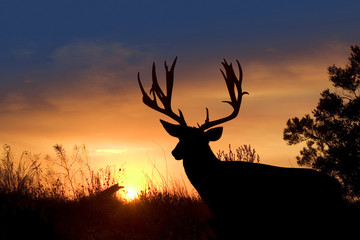 Mule Deer Sunset