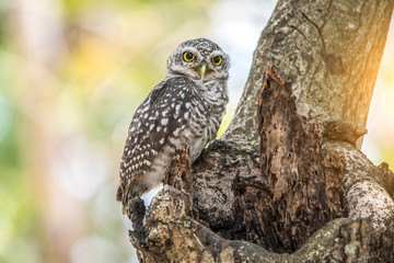Spotted Owlet