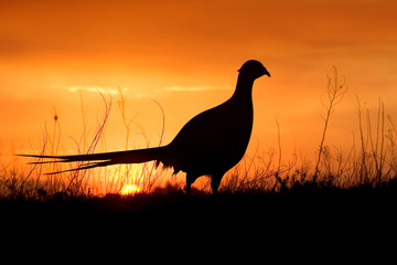 A silhouette of a male ring-necked pheasant against an evening sunset.