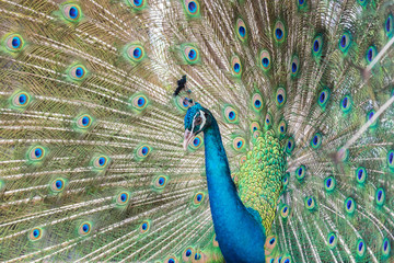 Naklejka premium Close-up peacock on spreading tail-feathers