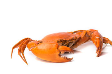 Steamed crab on white background.