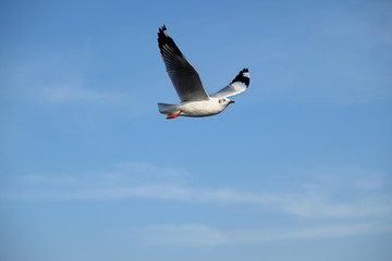 Seagull flying in the blue sky.