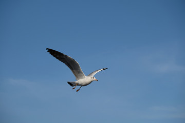 Fototapeta na wymiar Seagull flying in the blue sky.
