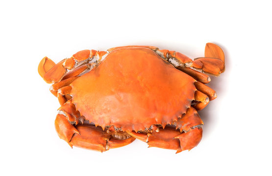 Steamed crab on white background.