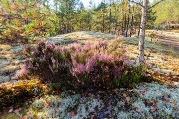 heather in a summer forest
