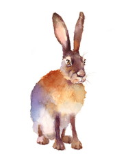 Watercolor Wild Animal Hare Hand Drawn Illustration isolated on white background © cmwatercolors